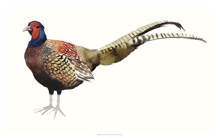 Watercolor Pheasant II by Grace Popp art print