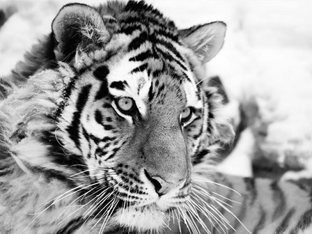 Tiger by Ivan Cholov art print