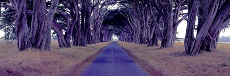 Monterey Cypress Trees, Point Reyes, California by Richard Berenholtz art print