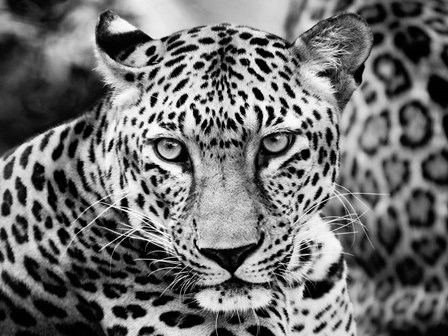 Young Leopard by Dimitri Ersler art print