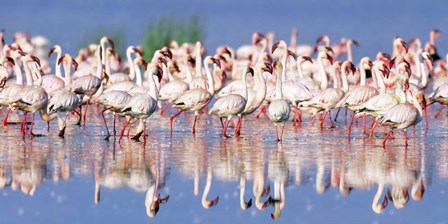 Lesser Flamingo, Lake Nakuru, Kenya by Frank Krahmer art print