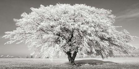 Lime Tree with Frost, Bavaria, Germany by Frank Krahmer art print