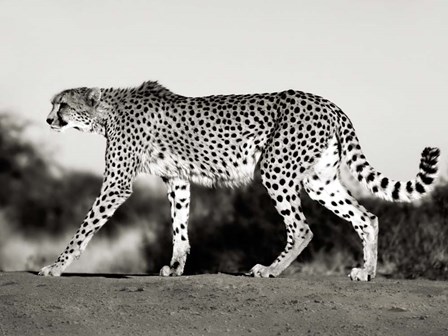 Cheetah, Namibia, Africa by Frank Krahmer art print