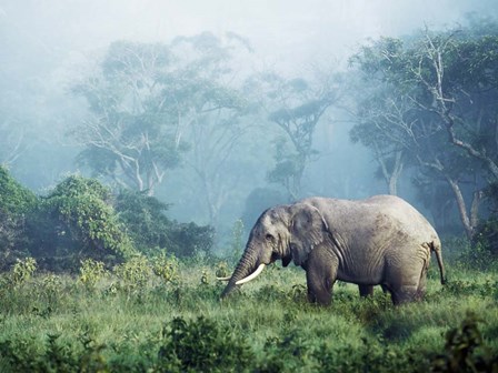 African Elephant, Ngorongoro Crater, Tanzania by Frank Krahmer art print