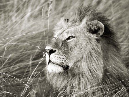 African Lion, Masai Mara, Kenya 1 by Frank Krahmer art print