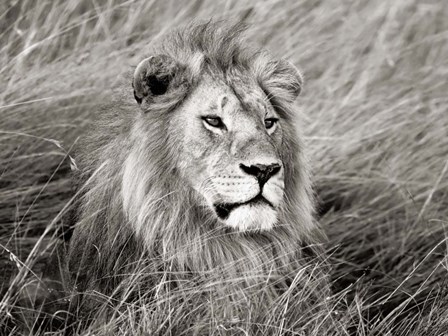 African Lion, Masai Mara, Kenya 2 by Frank Krahmer art print
