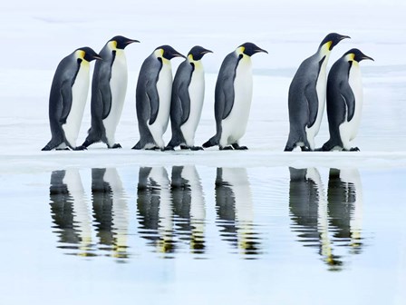 Emperor Penguin Group, Antarctica by Frank Krahmer art print