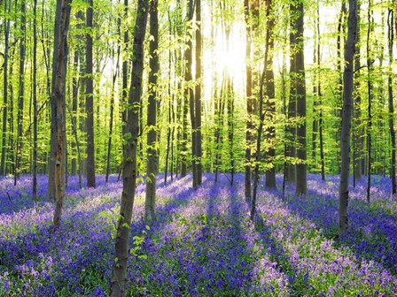 Beech Forest With Bluebells, Belgium by Frank Krahmer art print