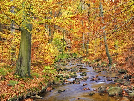 Beech Forest In Autumn, Ilse Valley, Germany by Frank Krahmer art print
