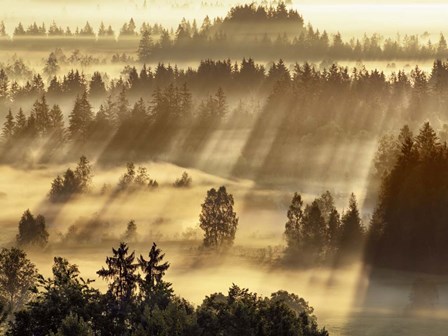 Fog Impression At Sindelbachfilz, Bavaria, Germany by Frank Krahmer art print