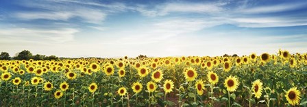 Sunflower Field, Plateau Valensole, Provence, France by Frank Krahmer art print