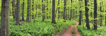 Beech Forest, Germany by Frank Krahmer art print