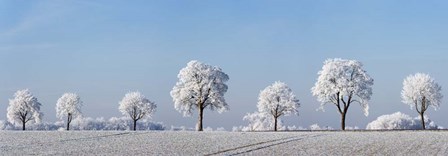 Alley Tree With Frost, Bavaria, Germany by Frank Krahmer art print