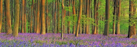 Beech Forest With Bluebells, Hampshire, England by Frank Krahmer art print