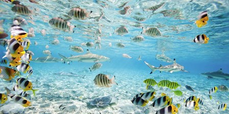 Fish and sharks in Bora Bora lagoon by Pangea Images art print