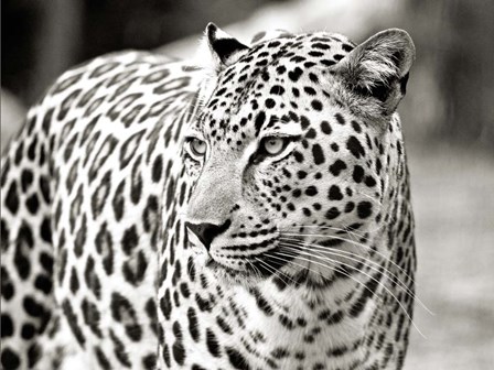 Portrait of Leopard, South Africa art print