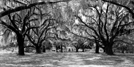 Avenue of Oaks, South Carolina art print