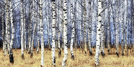 Birch Grove in Autumn by Oleg Znamenskiy art print