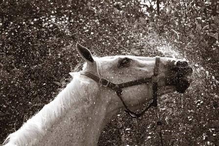 After a Shower by Jim Dratfield art print