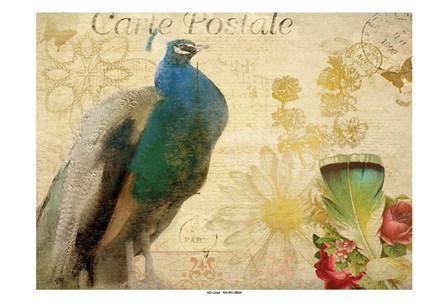 Postcard Peacock by Kimberly Allen art print