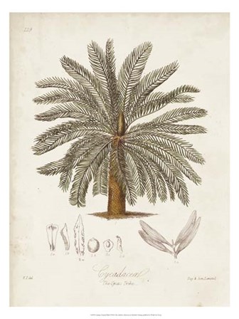 Antique Tropical Palm I by Elizabeth Twining art print