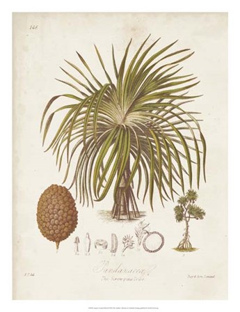 Antique Tropical Palm II by Elizabeth Twining art print