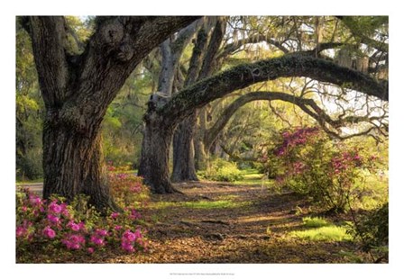 Under the Live Oaks I by Danny Head art print