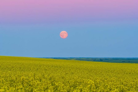 Supermoon rising above a canola field in southern Alberta, Canada by Alan Dyer/Stocktrek Images art print