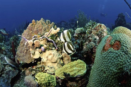 Pair of banded butterflyfish roaming the reef, Nassau, The Bahamas by Amanda Nicholls/Stocktrek Images art print