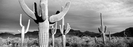 Arizona, Organ Pipe National Monument by Panoramic Images art print
