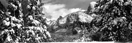 Snowy trees in winter, Yosemite Valley, Yosemite National Park, California by Panoramic Images art print