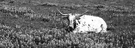 Texas Longhorn Cow Sitting On A Field, Hill County, Texas by Panoramic Images art print