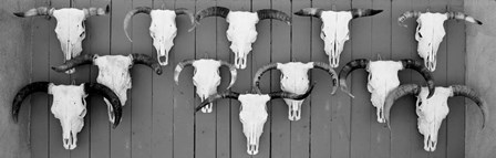 Cow skulls hanging on planks, Taos, New Mexico by Panoramic Images art print