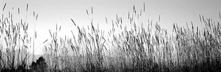 Tall grass in a national park, Grand Teton National Park, Wyoming by Panoramic Images art print