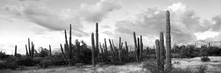 Cardon cactus plants in a forest, Loreto, Baja California Sur, Mexico by Panoramic Images art print