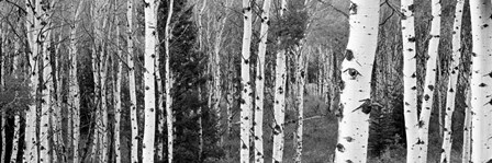 Aspen and Conifers trees, Granite Canyon, Grand Teton National Park, Wyoming by Panoramic Images art print