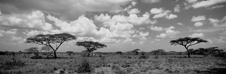 Acacia trees on a landscape, Lake Ndutu, Tanzania by Panoramic Images art print