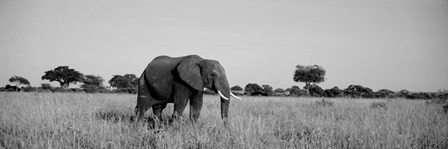 Elephant Tarangire Tanzania Africa by Panoramic Images art print