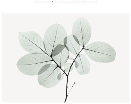 Myrtle Tree art print