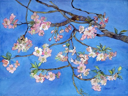 Cherry Blossoms by Sharon Pitts art print