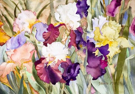 Iris Garden I by Sharon Pitts art print