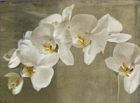 Painted Orchid by Symposium Design art print