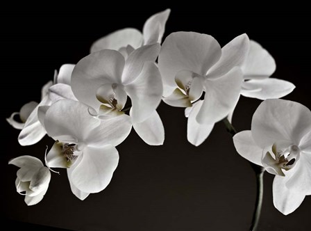 Orchids by Symposium Design art print