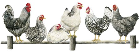 Hens, White Background by Janet Pidoux art print