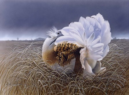 Great Bustard by Harro Maass art print