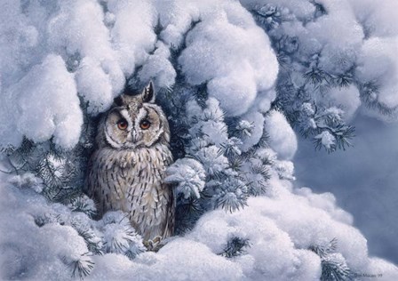 Long-Eared Owl by Harro Maass art print