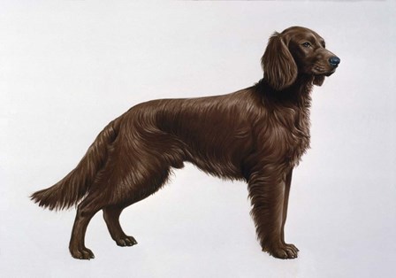 Irish Setters by Harro Maass art print