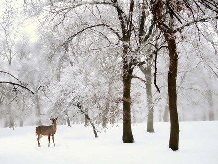 Winter&#39;s Breath by Jessica Jenney art print