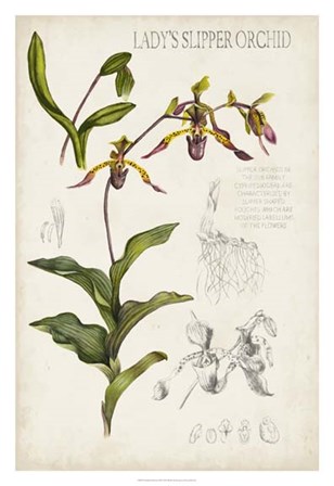 Orchid Field Notes III by Naomi McCavitt art print