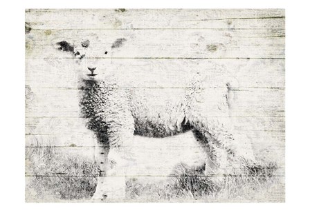 Vintage Lamb by Jace Grey art print